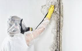  Cheswold, DE Mold Prevention & Removal Pros